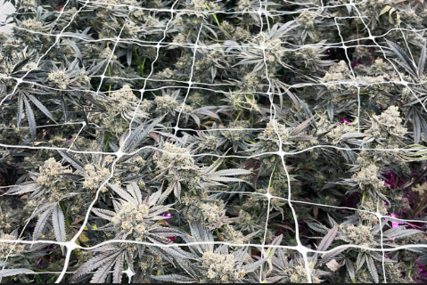 How Potency Works in THCA Hash