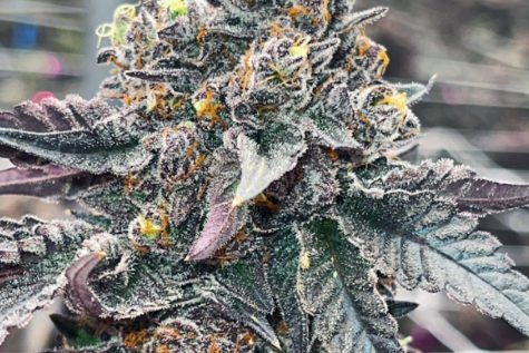 Solventless vs. Solvent-Based Hash: Purity in Contrast