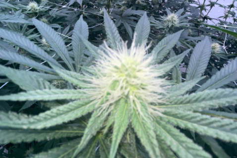 THCA Hash vs. Regular Hash: Tradition Meets Transformation