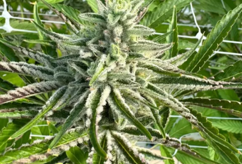 How Strong is Hash? Potency, Effects & What to Expect