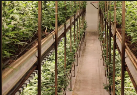 Is THCa Hash Legal in My State? (2026 Hash & THCA Guide)